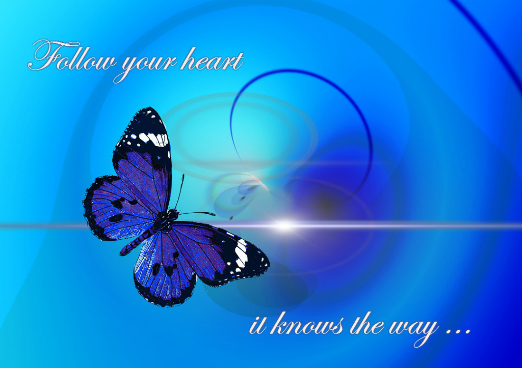 Schmetterling - Follow your heart